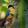 Pita modrokridla - Pitta moluccensis - Blue-winged Pitta o4582